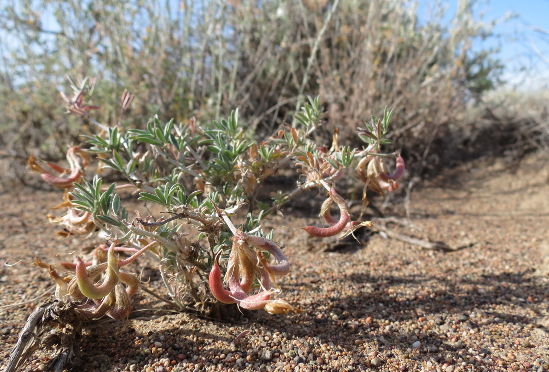 Image of Astragalus arcuatus specimen.