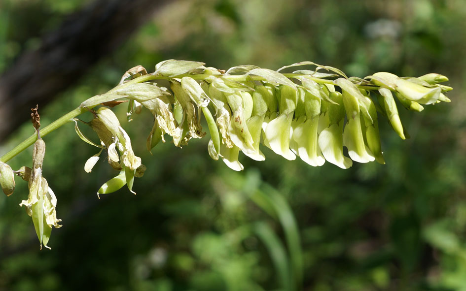 Image of Astragalus aksuensis specimen.