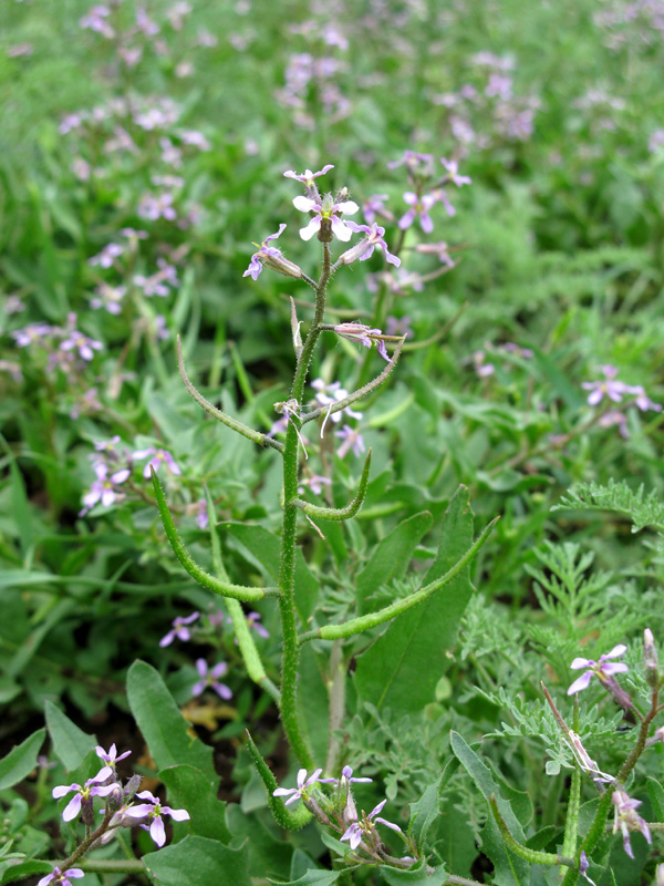 Image of Chorispora tenella specimen.