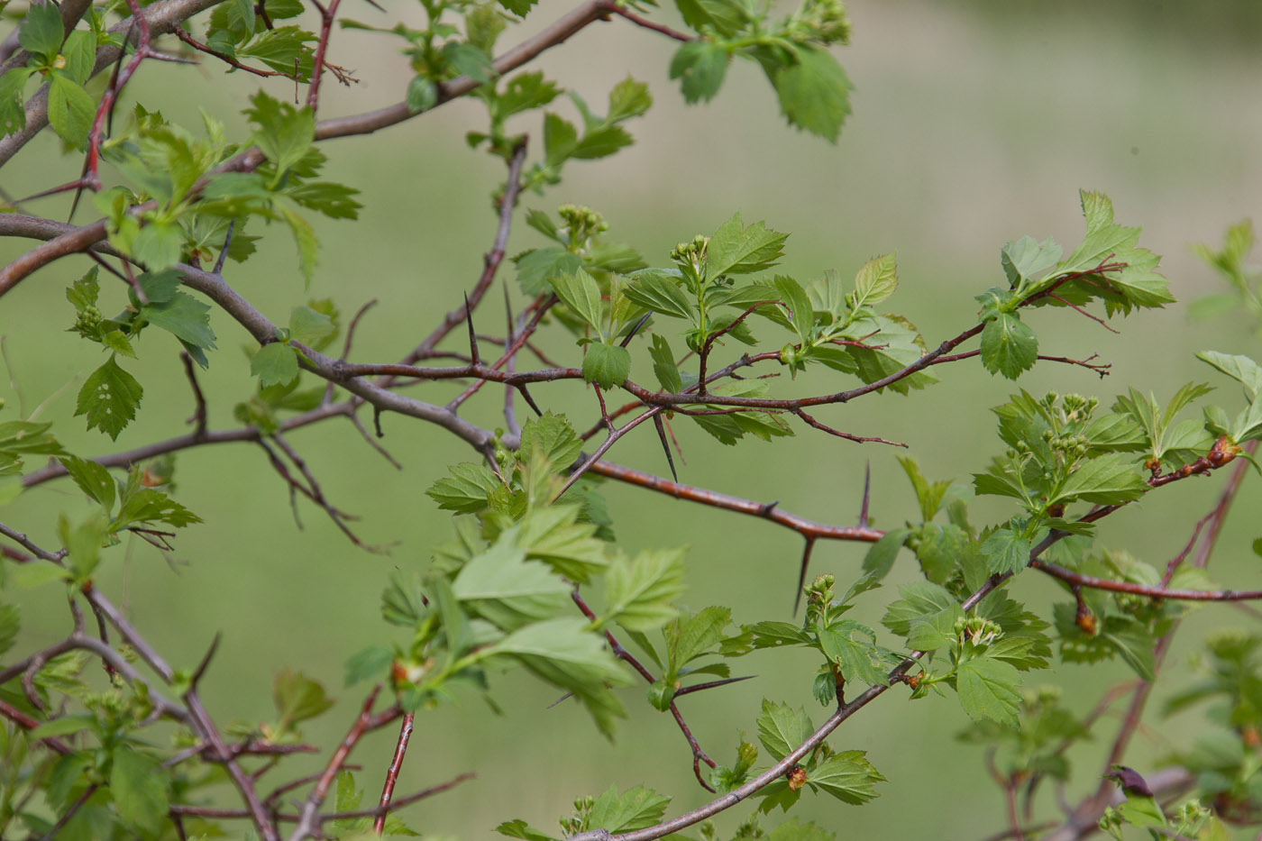 Изображение особи Crataegus sanguinea.