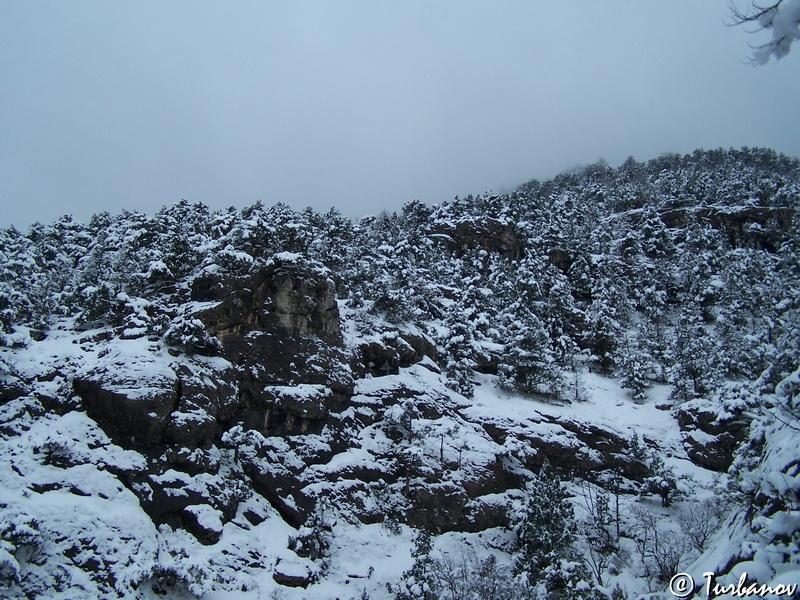 Image of Juniperus excelsa specimen.