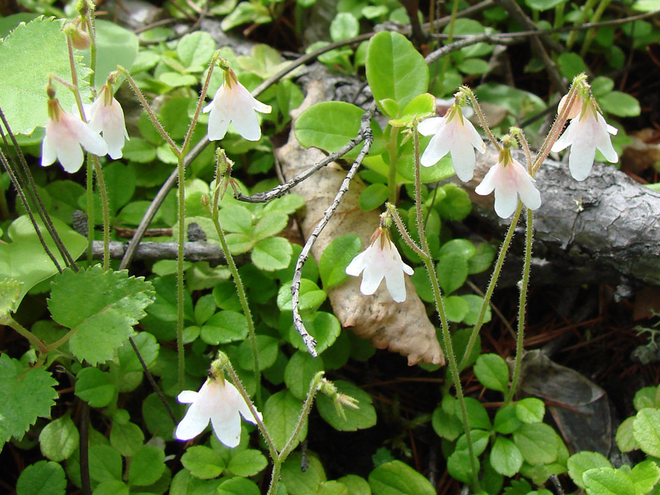 Image of Linnaea borealis specimen.