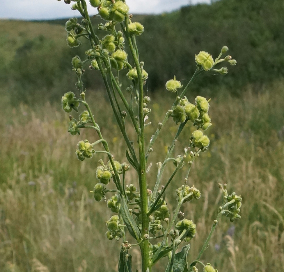 Image of Cynoglossum viridiflorum specimen.