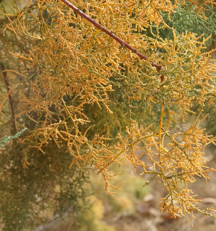 Image of Tamarix ramosissima specimen.