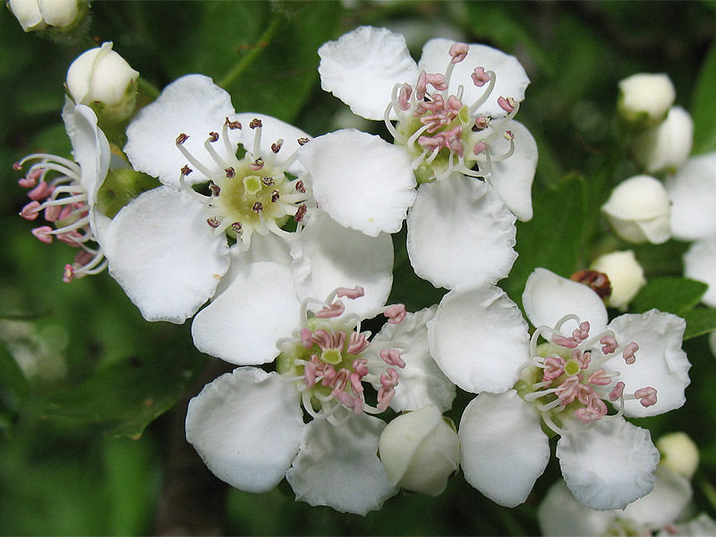 Image of Crataegus monogyna specimen.