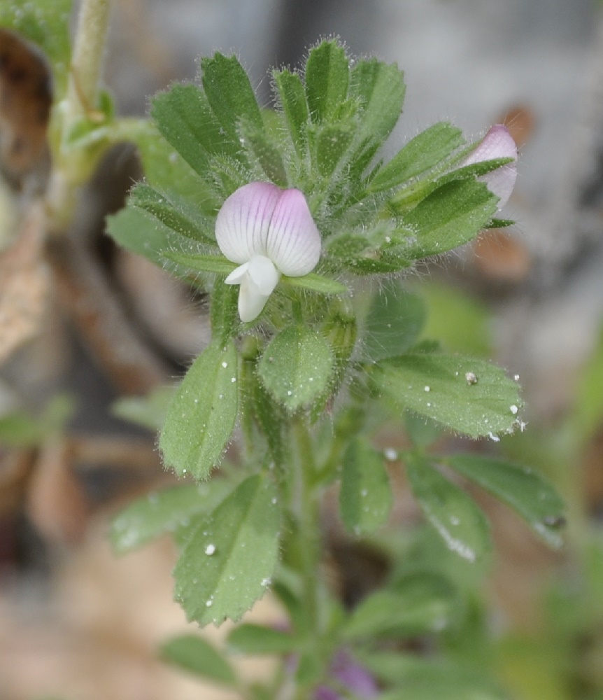 Image of Ononis reclinata specimen.