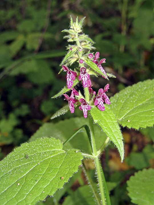 Изображение особи Stachys sylvatica.