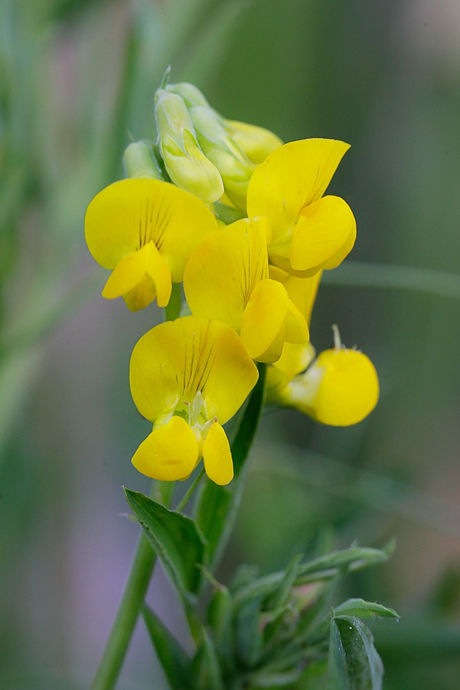 Ло желтая. Чина Луговая. Чина Луговая (Lathyrus pratensis) фенофаза.