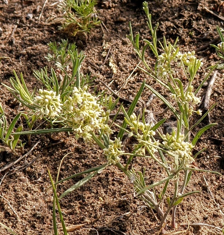 Image of Aconogonon angustifolium specimen.