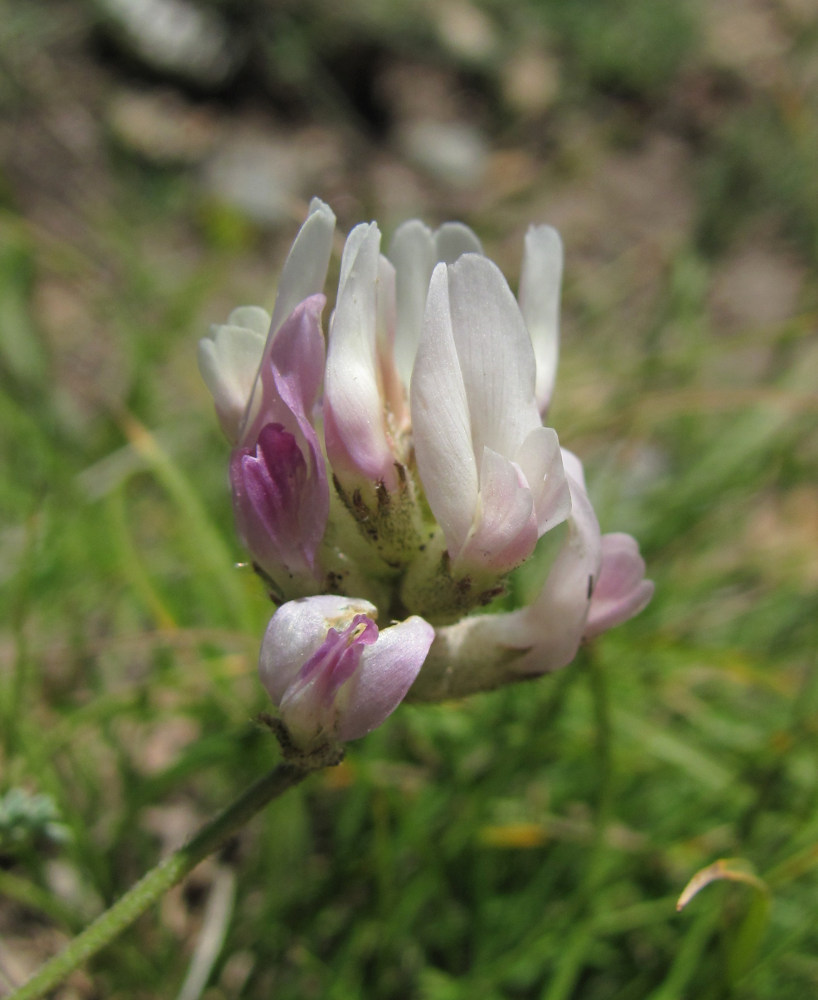 Image of genus Astragalus specimen.