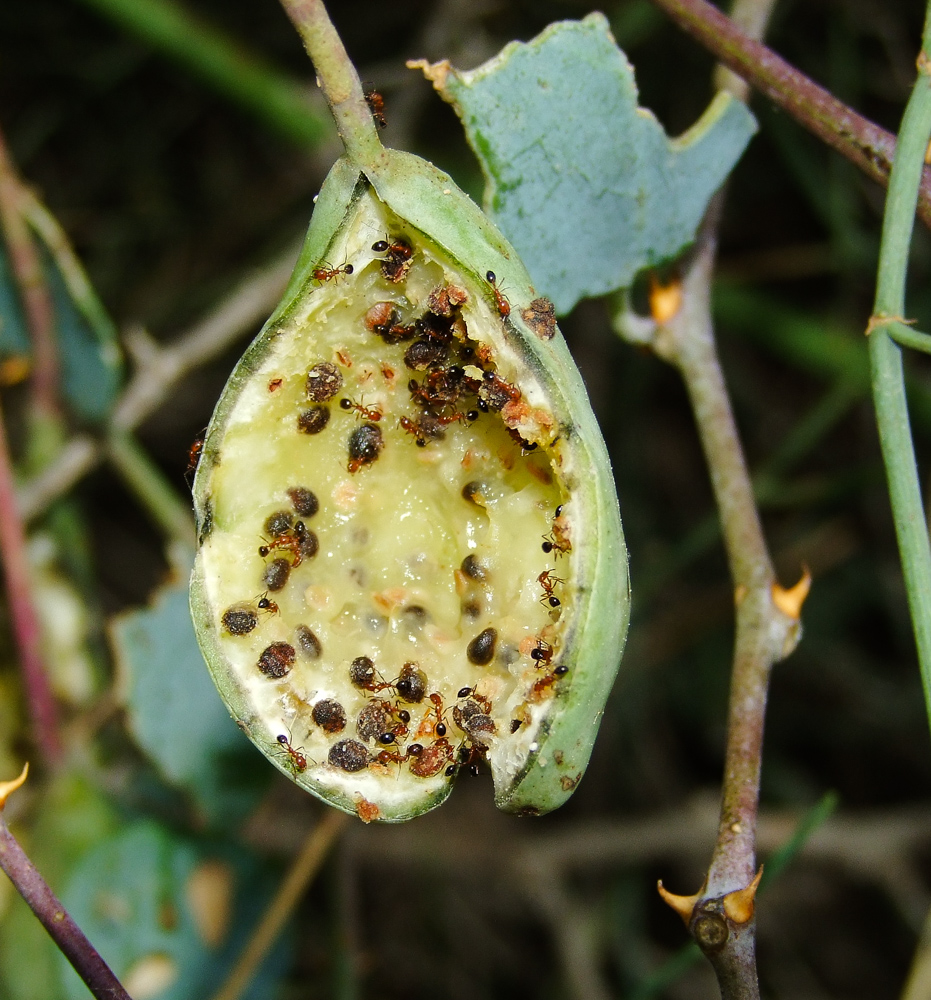 Image of Capparis zoharyi specimen.