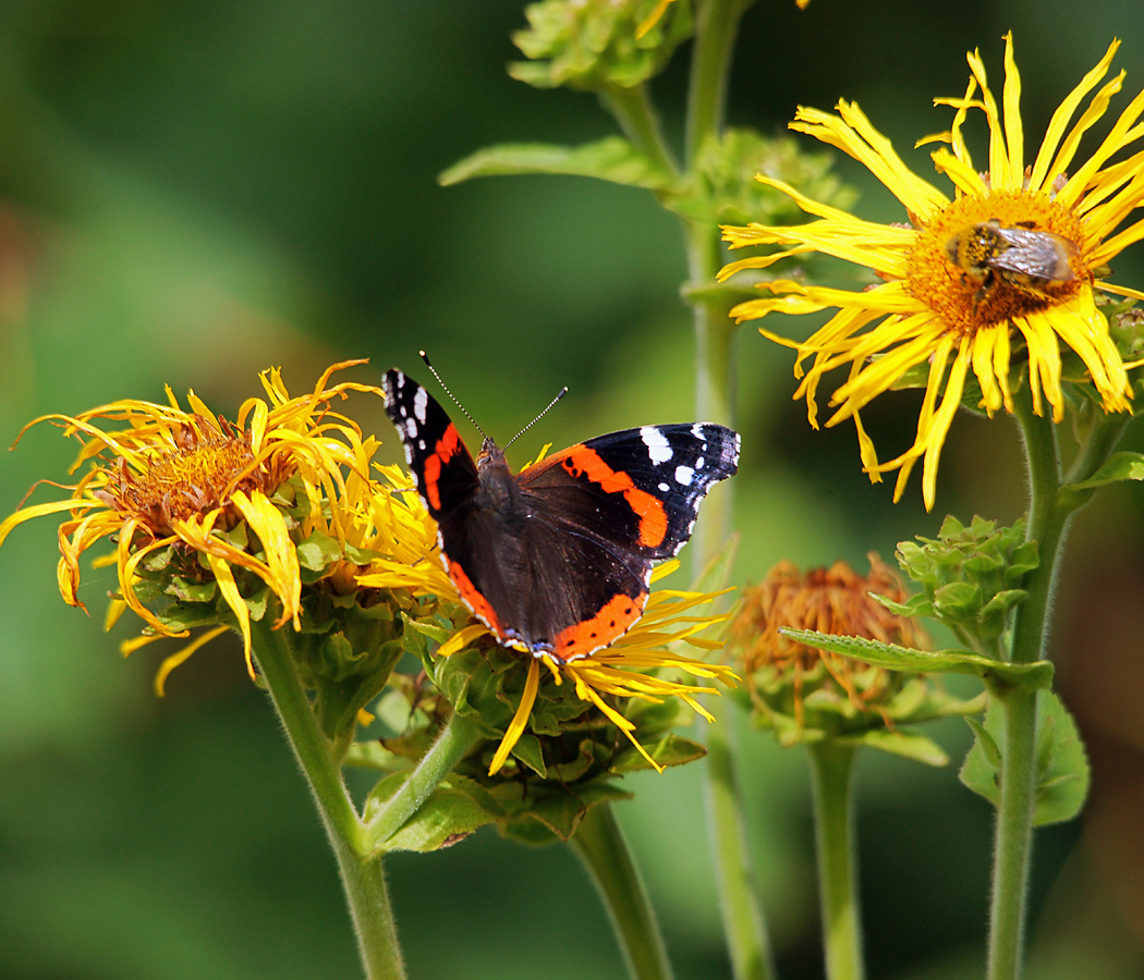 Image of Inula helenium specimen.