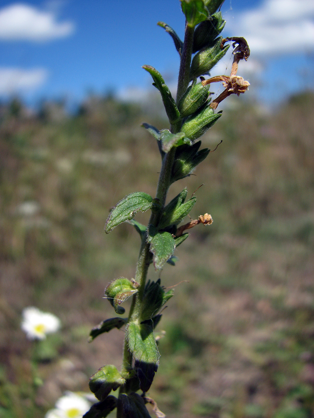 Изображение особи Odontites vulgaris.