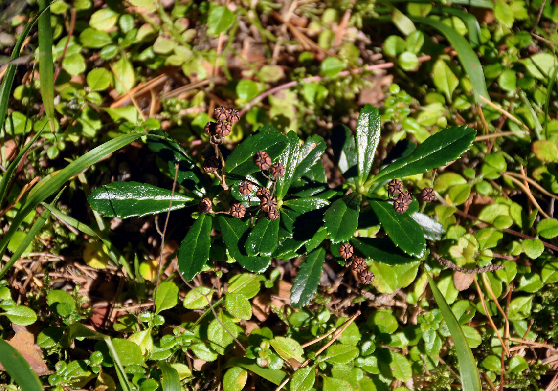 Изображение особи Chimaphila umbellata.