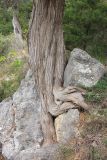 Juniperus excelsa. Нижняя часть ствола и верхние части корней старого дерева. Крым, окр. Ялты, заповедник Мыс Мартьян, лес с преобладанием дуба пушистого и земляничника. 13 мая 2014 г.