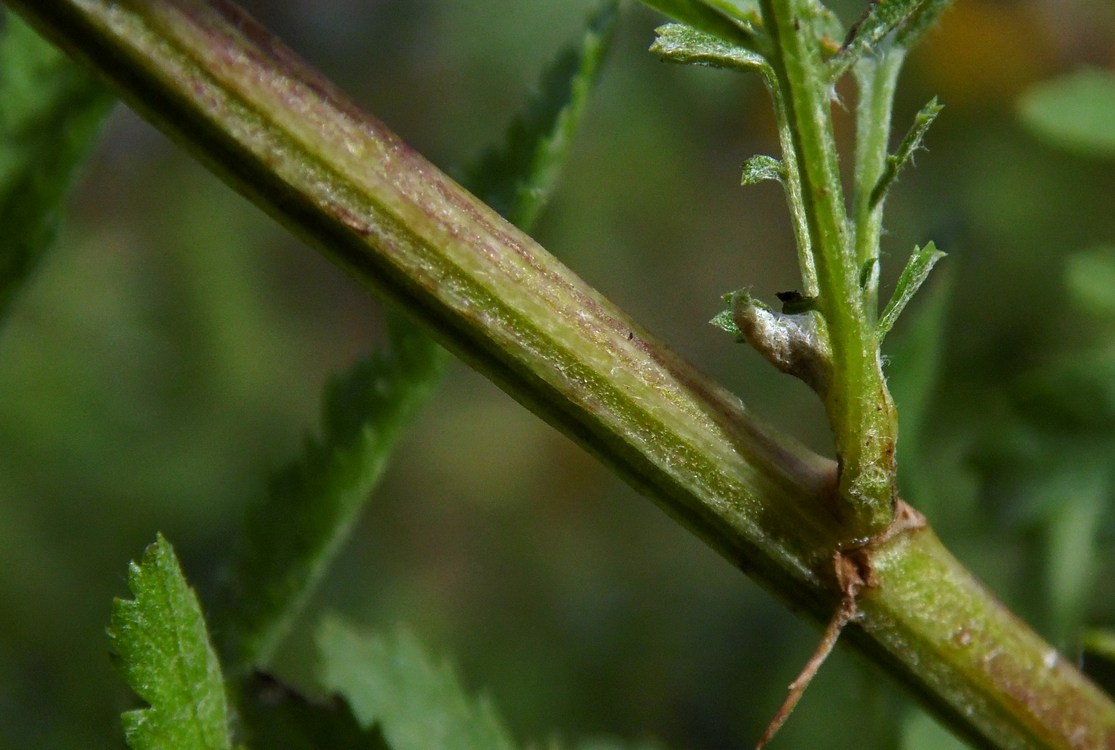 Image of Tanacetum vulgare specimen.