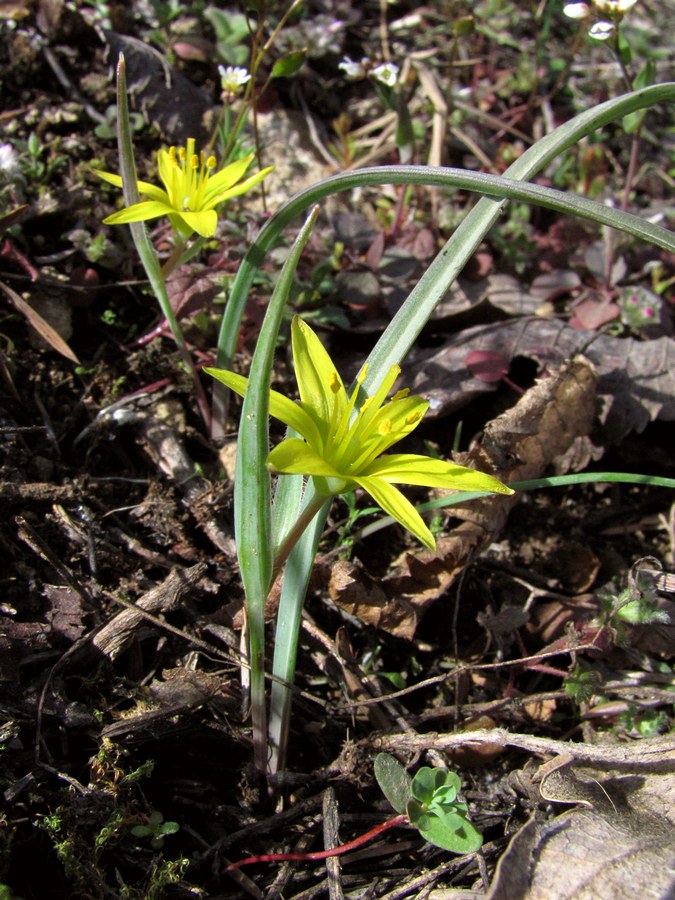 Image of Gagea transversalis specimen.