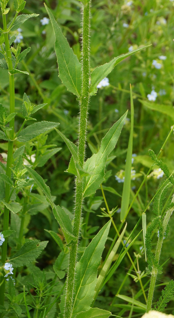 Image of Hesperis sibirica specimen.