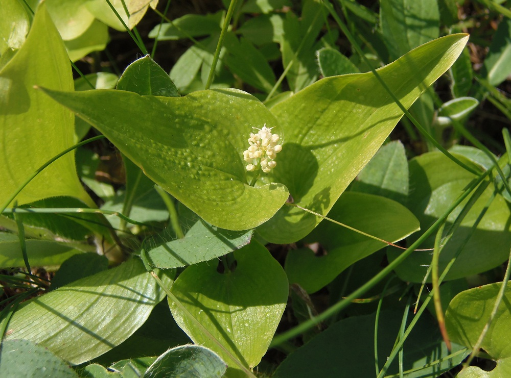 Image of Maianthemum bifolium specimen.