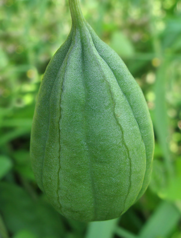 Image of Aristolochia contorta specimen.