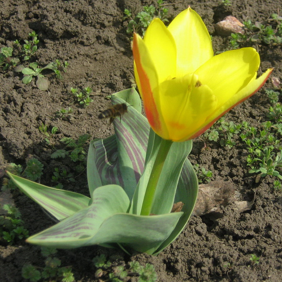 Image of genus Tulipa specimen.