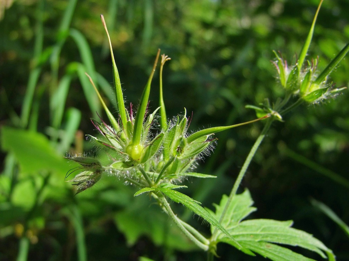 Image of Geranium erianthum specimen.