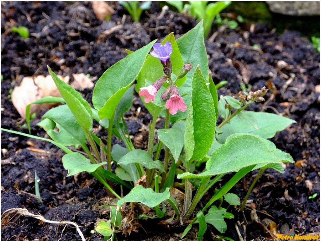 Image of Pulmonaria obscura specimen.