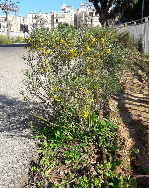 Image of Senna artemisioides specimen.