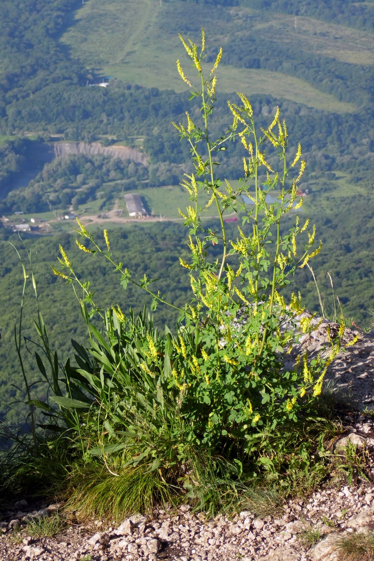 Image of Melilotus officinalis specimen.