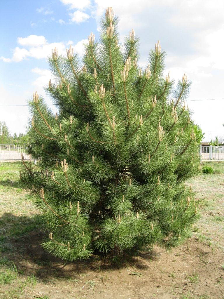 Изображение особи Pinus sylvestris.