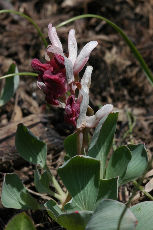 Image of Corydalis ledebouriana specimen.