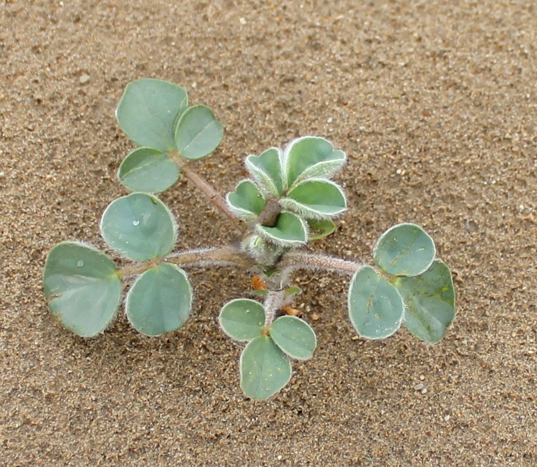 Image of Astragalus winkleri specimen.