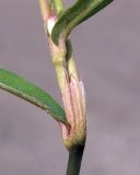 genus Persicaria