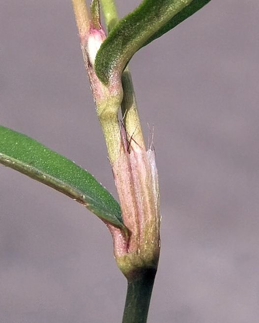 Image of genus Persicaria specimen.