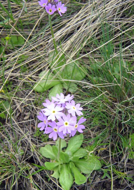 Image of Primula algida specimen.