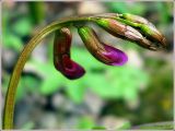 Lathyrus vernus. Соцветие с бутонами. Чувашия, окр. г. Шумерля, берег р. Сура, ниже устья р. Мочалка. 21 апреля 2008 г.
