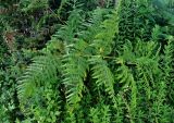 Pteridium tauricum. Вайя. Абхазия, Гудаутский р-н, Новый Афон, заросли кустарников. 18.07.2017.