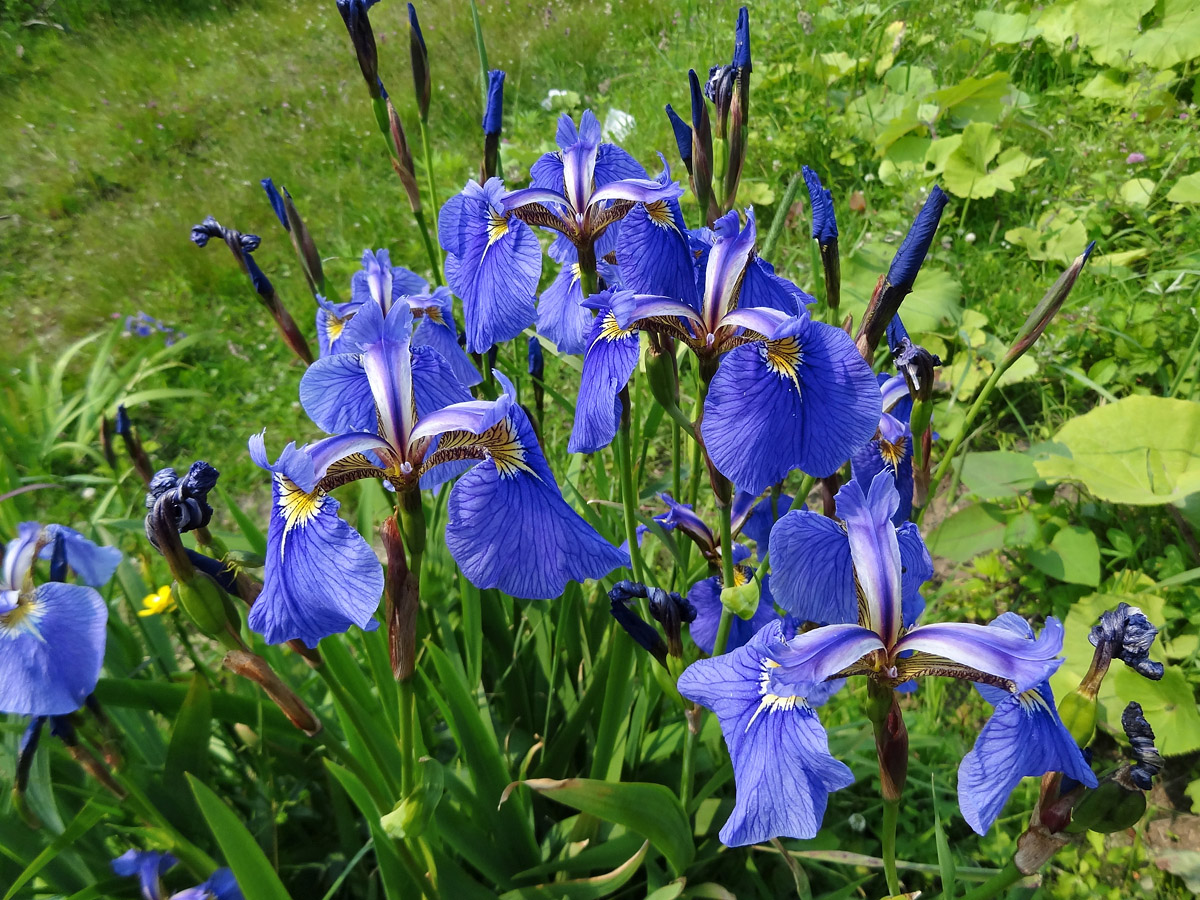 Image of Iris setosa specimen.