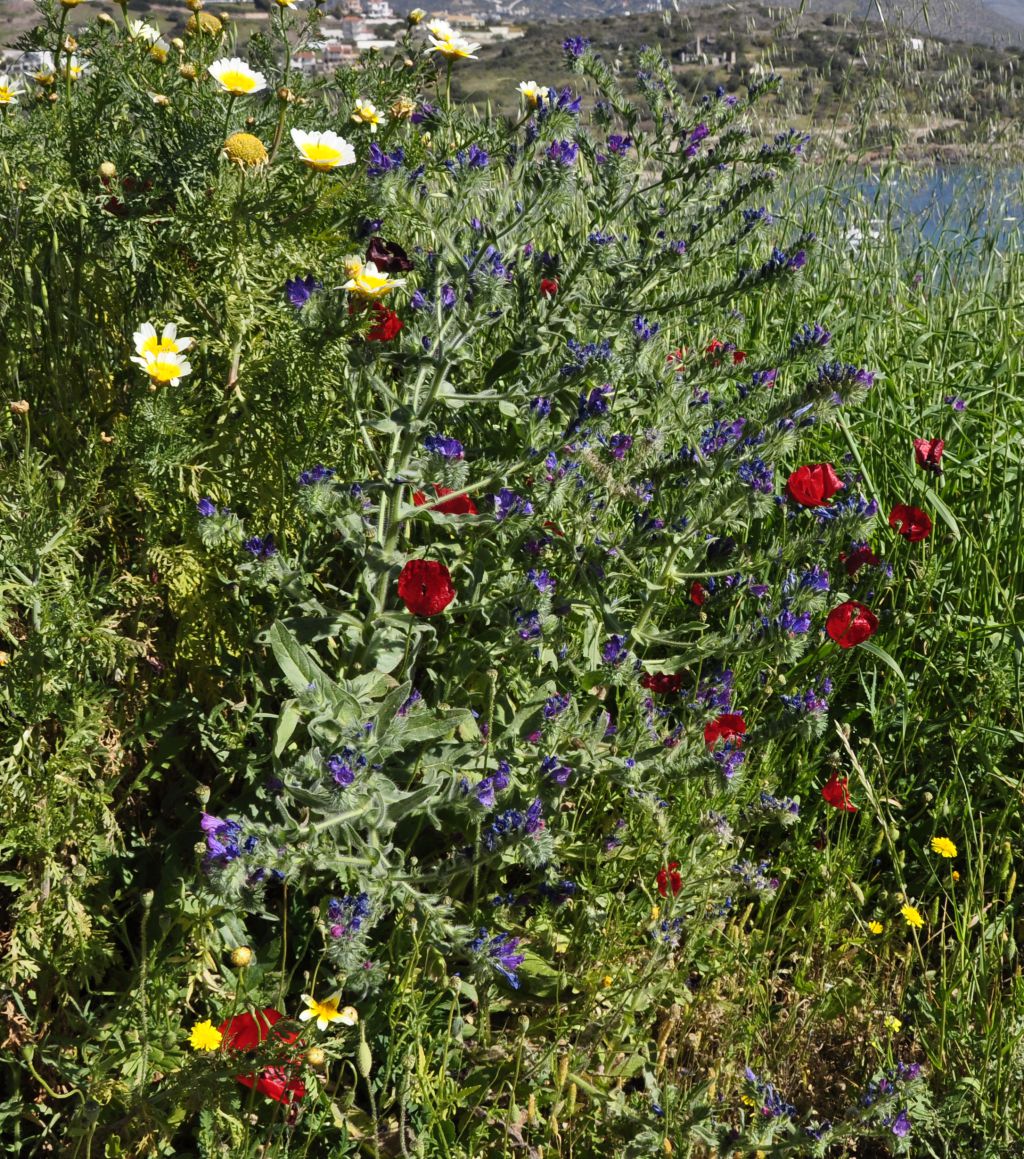 Image of Echium plantagineum specimen.