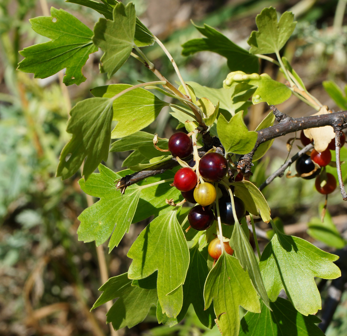 Изображение особи Ribes aureum.