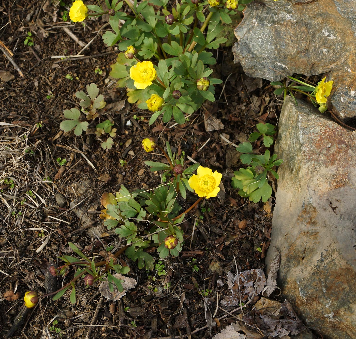 Image of Ranunculus polyrhizos specimen.