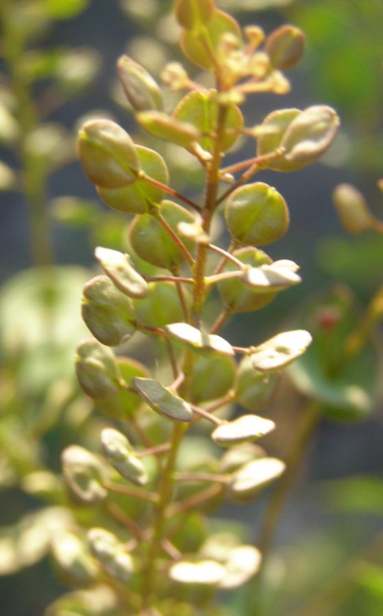 Image of Lepidium perfoliatum specimen.