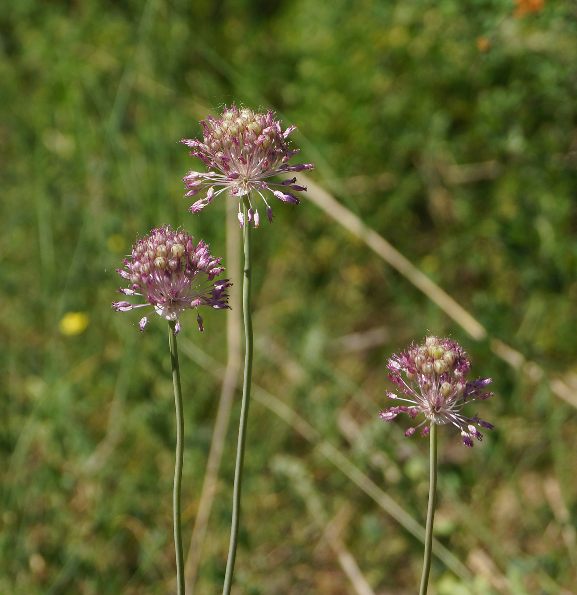 Image of Allium pallasii specimen.