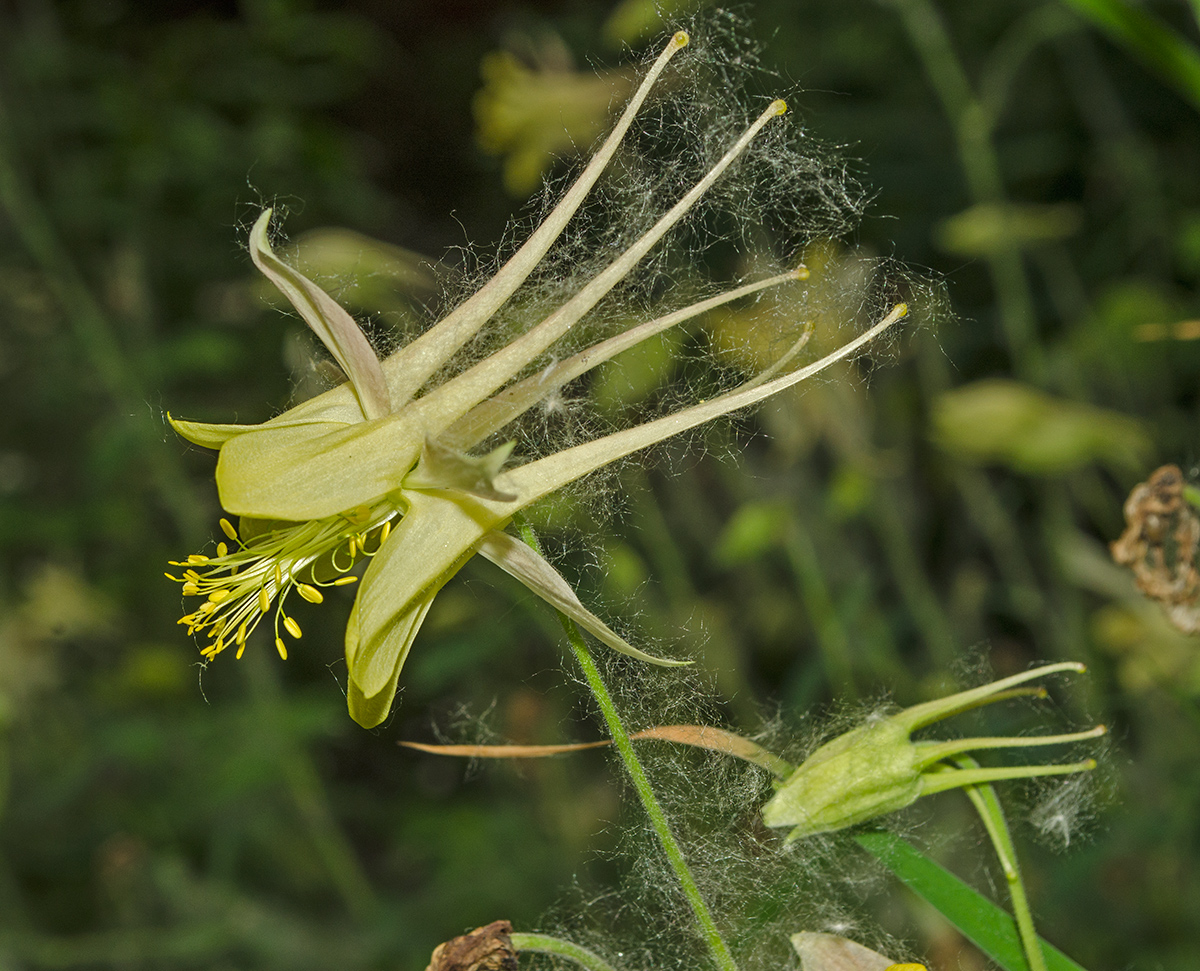 Image of genus Aquilegia specimen.