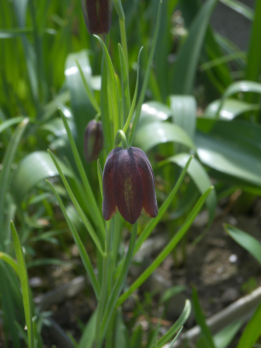 Image of Fritillaria lusitanica specimen.