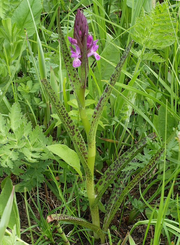 Image of Dactylorhiza incarnata specimen.