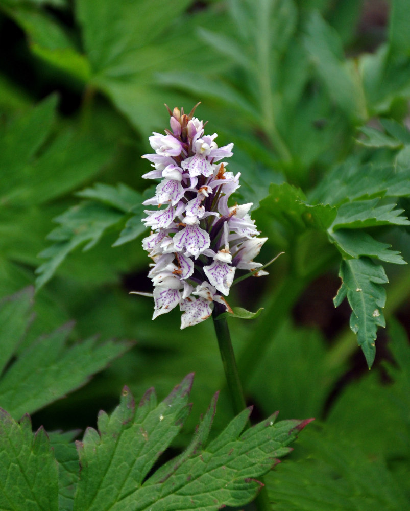 Изображение особи Dactylorhiza fuchsii.