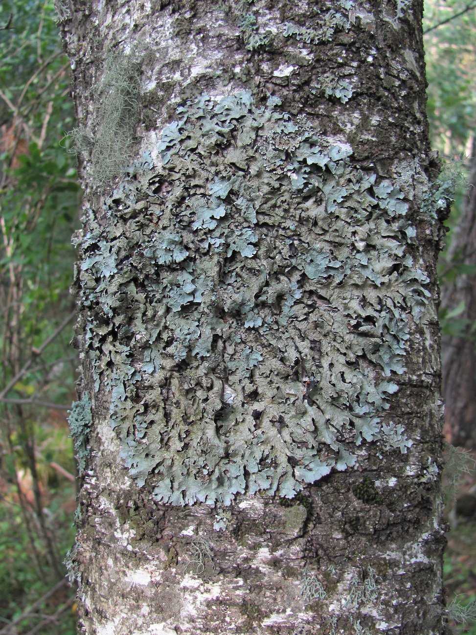 Image of Parmelia sulcata specimen.