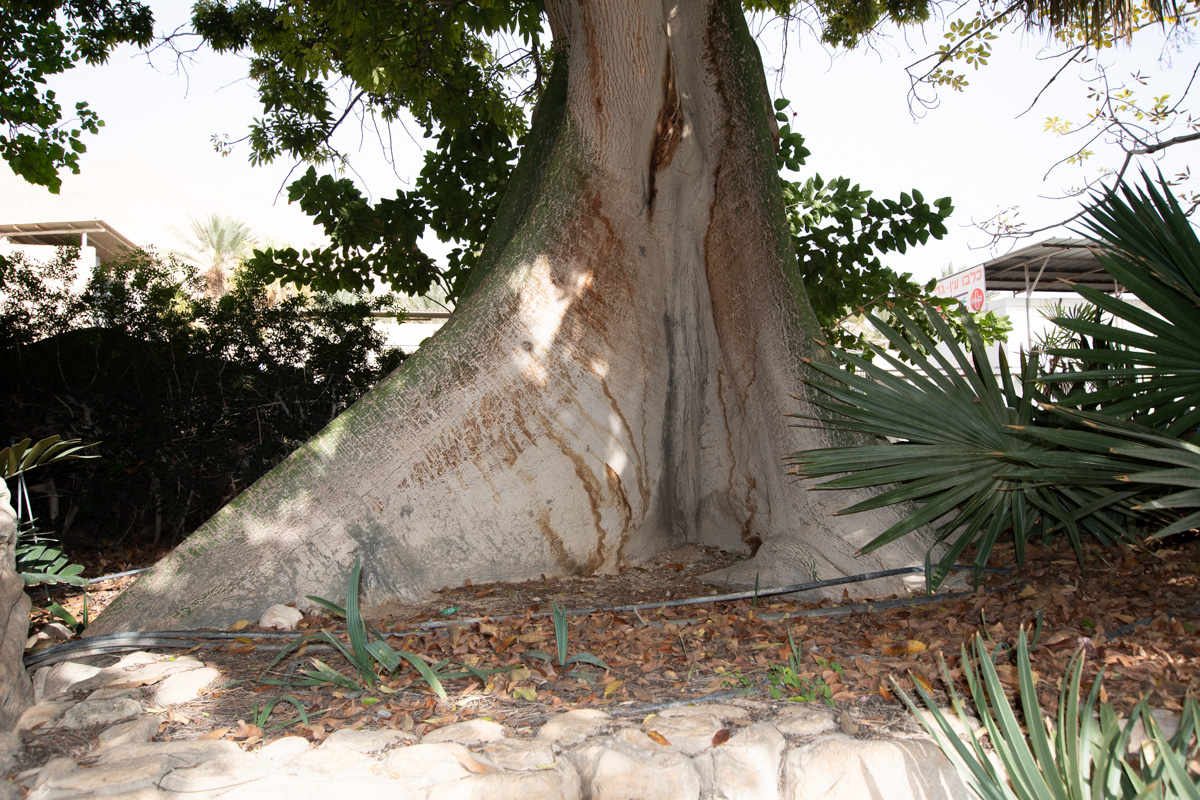 Изображение особи Ceiba pentandra.