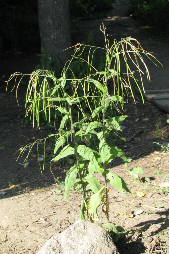 Изображение особи Arabis pendula.